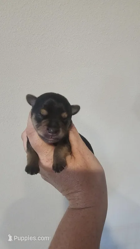 Yorkie 2, a female Yorkshire Terrier for sale in Lexington, SC – Photo 1 of 3