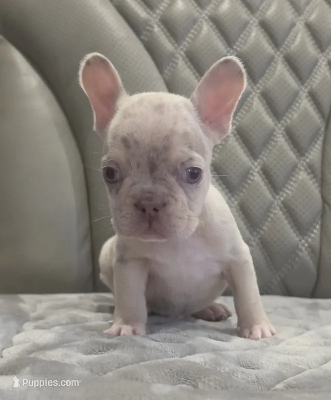 Akc boy 4 – French Bulldog puppy for sale in Saint Helena Island, SC
