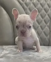 Tiny, a male French Bulldog for sale in Saint Helena Island, SC – 1 of 9