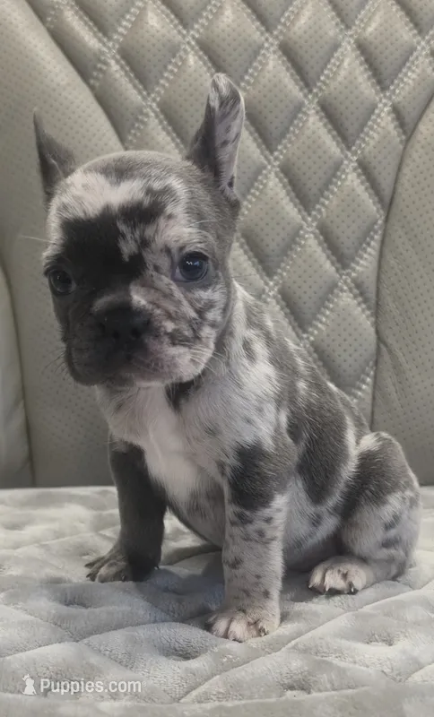 Akc girl 2 – French Bulldog puppy for sale in Saint Helena Island, SC