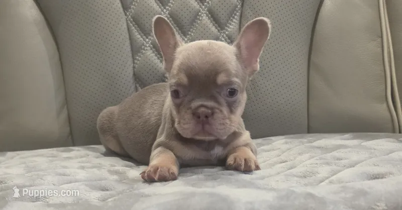 Akc boys 2 – French Bulldog puppy for sale in Saint Helena Island, SC