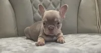 Silver man, a male French Bulldog for sale in Saint Helena Island, SC – 1 of 9