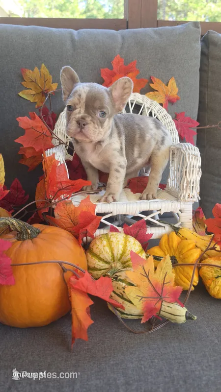 Akc girl 4 – French Bulldog puppy for sale in Saint Helena Island, SC