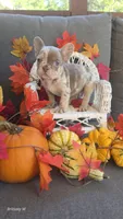 Akc girl 4, a female French Bulldog for sale in Saint Helena Island, SC – 1 of 8