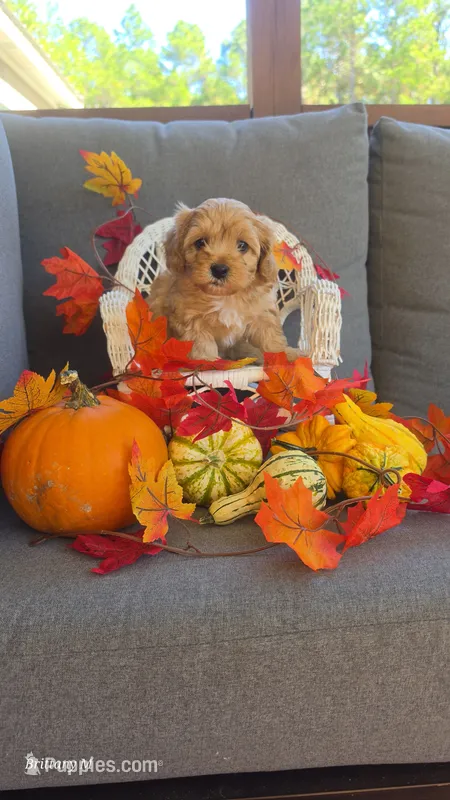 Cavapoo 2 – Cavapoo puppy for sale in Saint Helena Island, SC