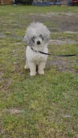 Asher, a male Cockapoo for sale in Lexington, SC – Photo 10 of 10