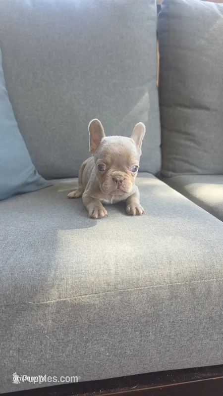 Akc girl 3 – French Bulldog puppy for sale in Saint Helena Island, SC
