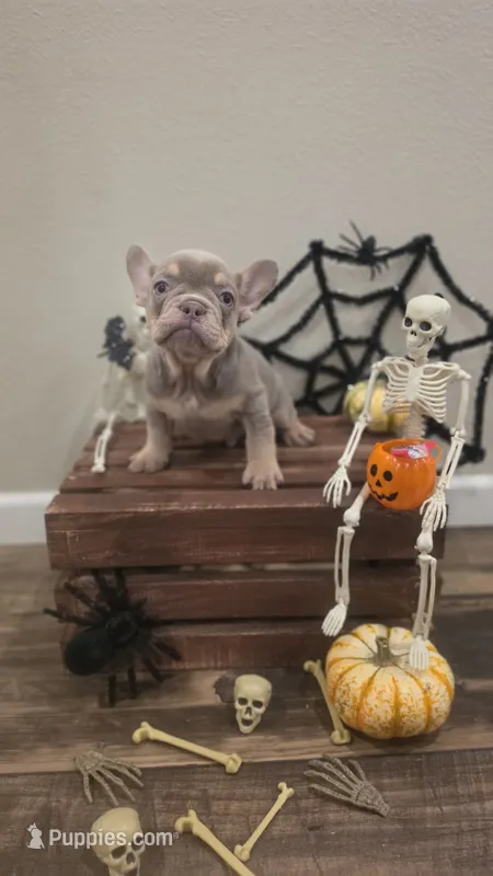 Silver man – French Bulldog puppy for sale in Saint Helena Island, SC