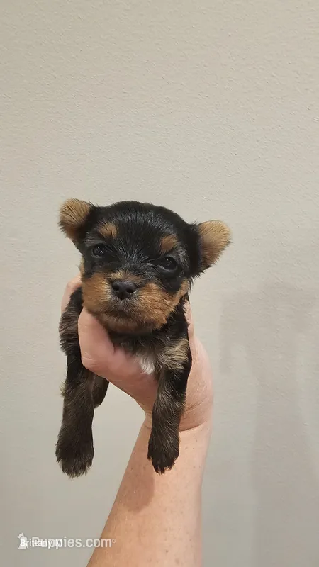 Bebe – Yorkshire Terrier puppy for sale in Lexington, SC