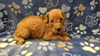 Cash, a male Irish Doodle for sale in Lexington, SC – Photo 6 of 7