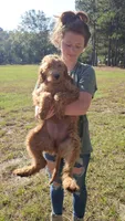 Cash, a male Irish Doodle for sale in Lexington, SC – Photo 1 of 7