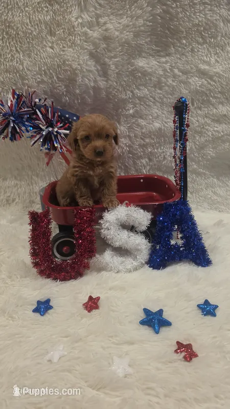 Red girl 1  – Yorkipoo puppy for sale in Saint Helena Island, SC