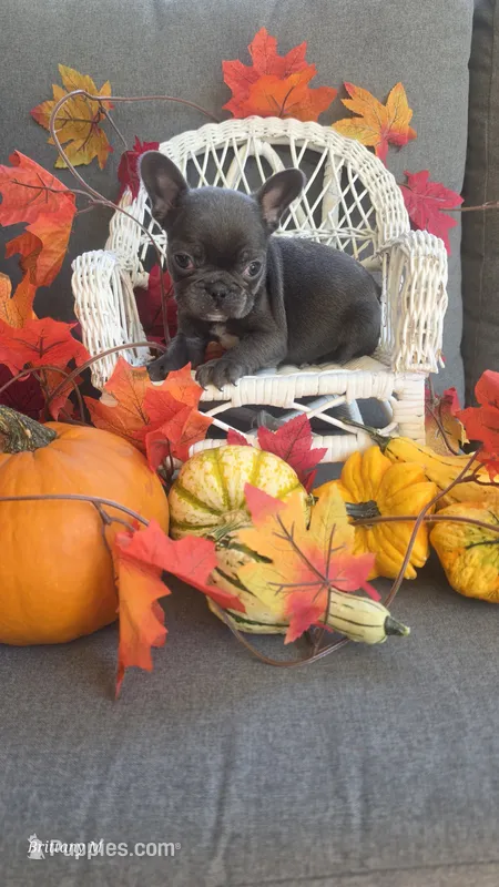 Akc boy 3 – French Bulldog puppy for sale in Saint Helena Island, SC