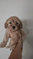 Cali, a female Cavapoo for sale in Lexington, SC – Photo 1 of 5