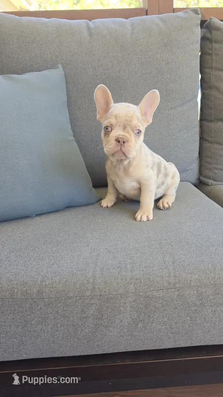 Tiny – French Bulldog puppy for sale in Saint Helena Island, SC