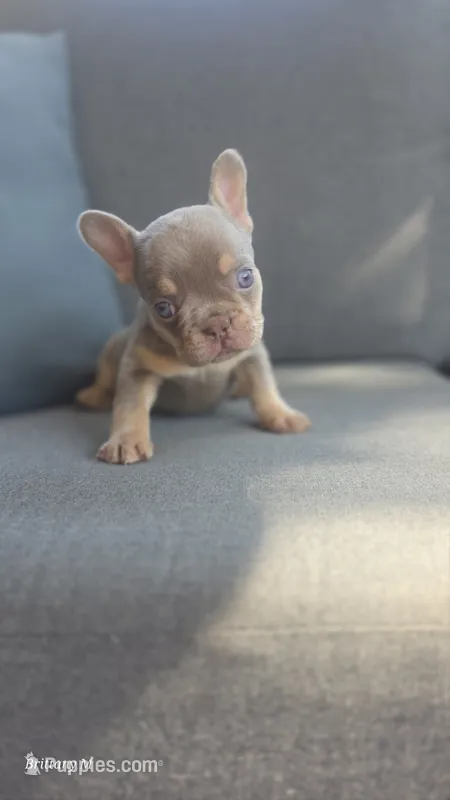 Akc boys 2 – French Bulldog puppy for sale in Saint Helena Island, SC