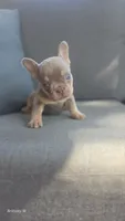 Akc boys 2, a male French Bulldog for sale in Saint Helena Island, SC – 2 of 8