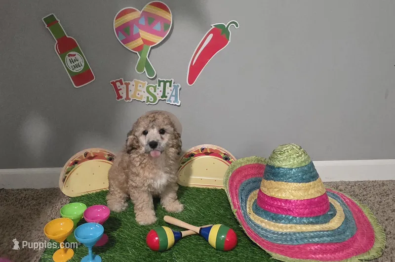 Ckc Axel  – Poodle - Toy  puppy for sale in Columbia, SC