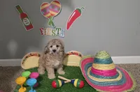 Ckc Axel , a male Poodle - Toy  for sale in Columbia, SC – 1 of 7