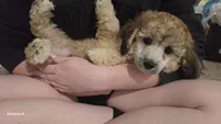 Ckc Axel , a male Poodle - Toy  for sale in Columbia, SC – 3 of 7