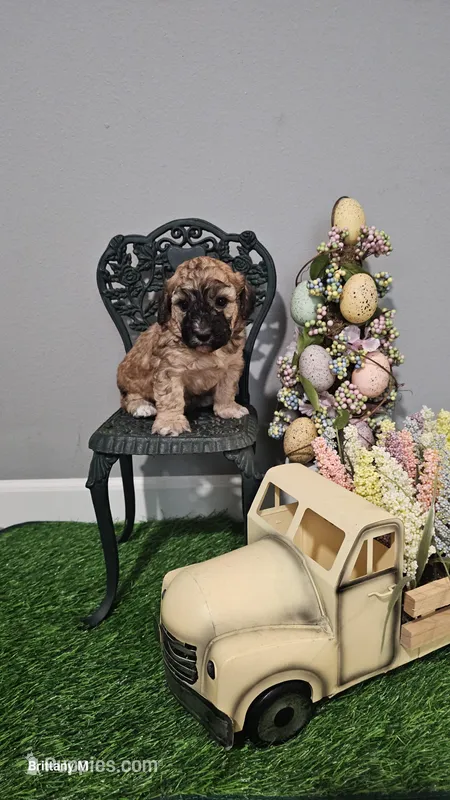 Axel – Poodle - Toy  puppy for sale in Lexington, SC