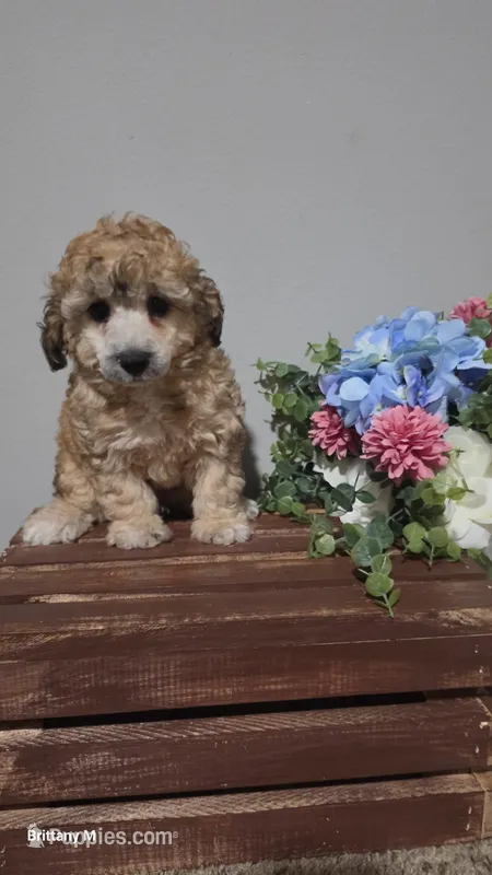 Ckc Axel  – Poodle - Toy  puppy for sale in Lexington, SC