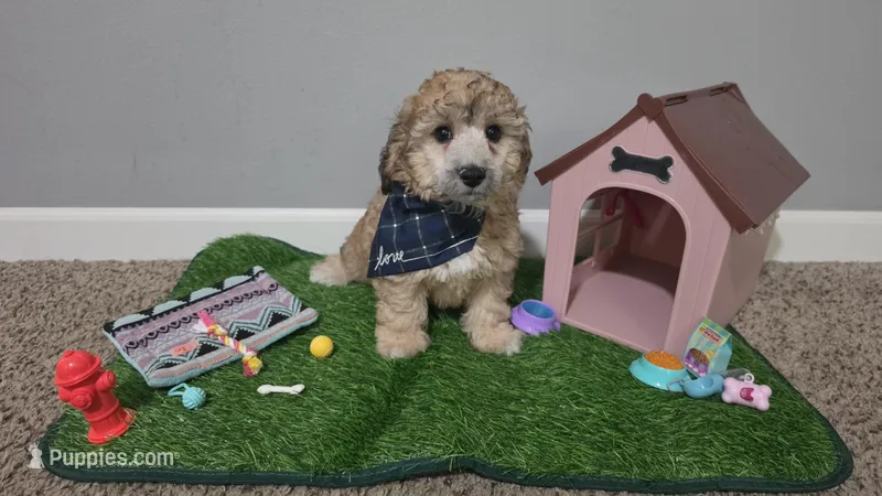 Ckc Axel  – Poodle - Toy  puppy for sale in Lexington, SC