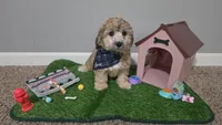 Ckc Axel , a male Poodle - Toy  for sale in Columbia, SC – 2 of 7