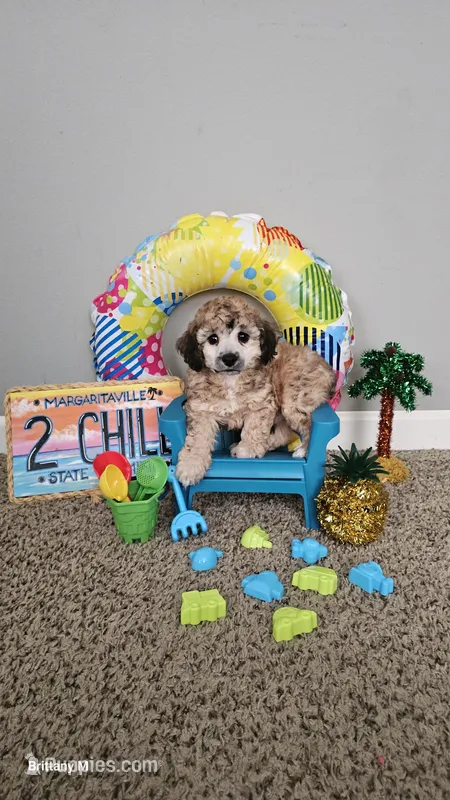 Axel – Poodle - Toy  puppy for sale in Lexington, SC
