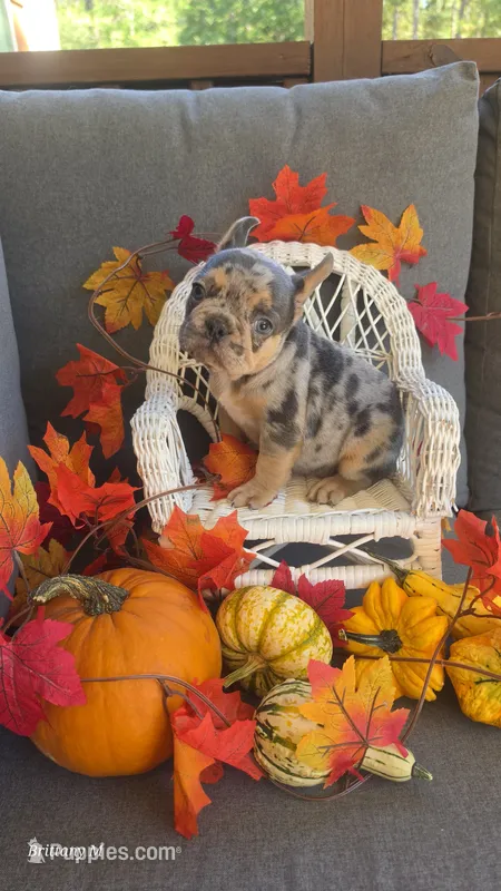 Akc boys 1 – French Bulldog puppy for sale in Saint Helena Island, SC