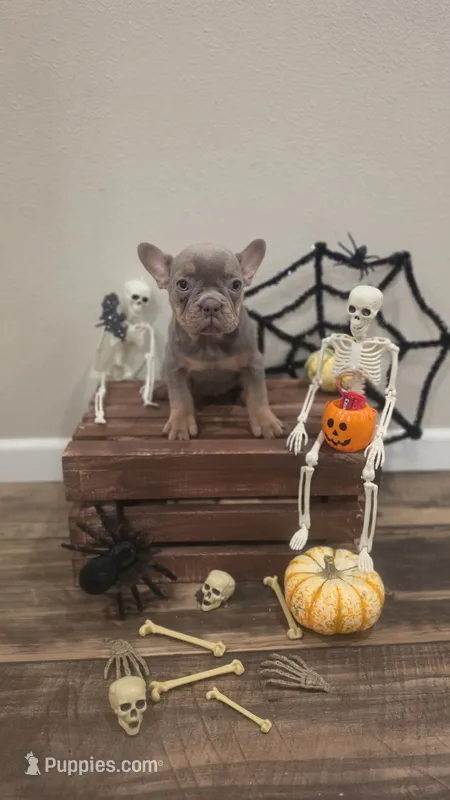 Little lucy – French Bulldog puppy for sale in Saint Helena Island, SC