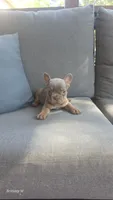 Akc girl 1, a female French Bulldog for sale in Saint Helena Island, SC – 2 of 8