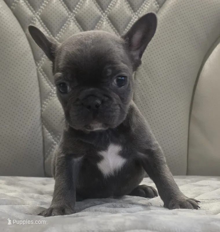 Akc boy 3 – French Bulldog puppy for sale in Saint Helena Island, SC