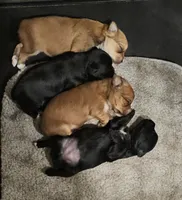 1, a female Yorkshire Terrier for sale in Lexington, SC – Photo 3 of 7