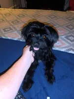 1, a female Yorkshire Terrier for sale in Lexington, SC – Photo 6 of 7