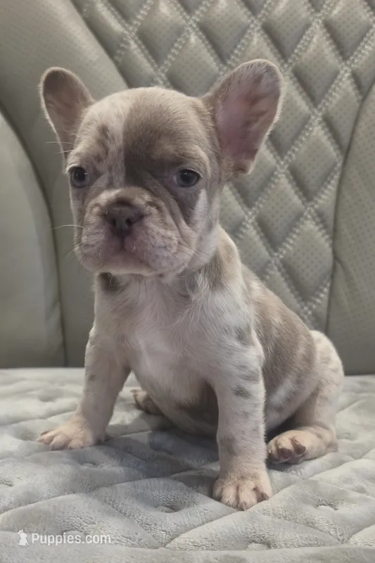 Akc girl 4 – French Bulldog puppy for sale in Saint Helena Island, SC