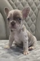 Dot, a female French Bulldog for sale in Saint Helena Island, SC – 1 of 9