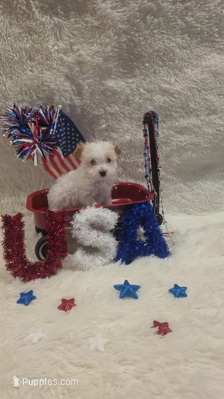 Parti boy  – Yorkipoo puppy for sale in Saint Helena Island, SC