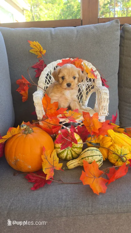 Cavapoo 1 – Cavapoo puppy for sale in Saint Helena Island, SC