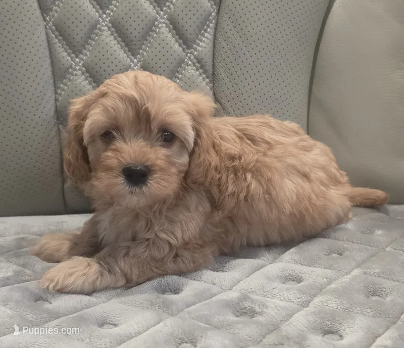 Cavapoo 2 – Cavapoo puppy for sale in Saint Helena Island, SC