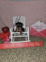 Girl 1, a female Yorkshire Terrier for sale in Lexington, SC – Photo 1 of 7