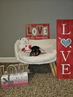 Girl 1, a female Yorkshire Terrier for sale in Lexington, SC – Photo 2 of 7