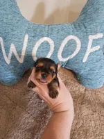 Girl 1, a female Yorkshire Terrier for sale in Lexington, SC – Photo 3 of 7