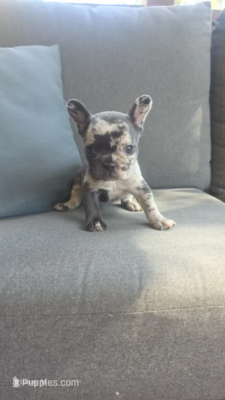 Akc girl 2 – French Bulldog puppy for sale in Saint Helena Island, SC