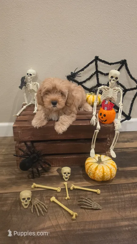 Cavapoo 2 – Cavapoo puppy for sale in Saint Helena Island, SC
