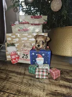 Tiny sable girl 5, a female Yorkshire Terrier for sale in Lexington, SC – Photo 9 of 10