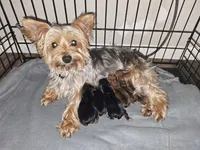Tiny sable girl 5, a female Yorkshire Terrier for sale in Lexington, SC – Photo 8 of 10