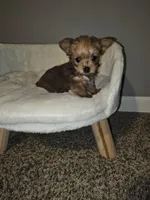 Tiny sable girl 5, a female Yorkshire Terrier for sale in Lexington, SC – Photo 5 of 10