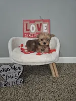 Tiny sable girl 5, a female Yorkshire Terrier for sale in Lexington, SC – Photo 1 of 10