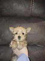 Tiny sable girl 5, a female Yorkshire Terrier for sale in Lexington, SC – Photo 2 of 10